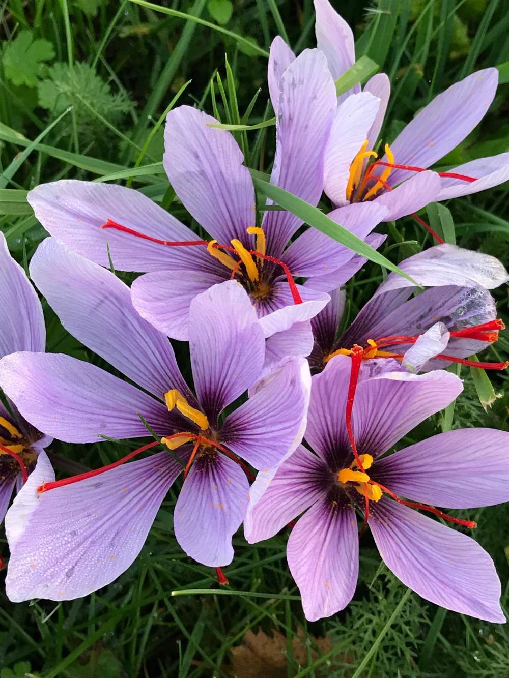 Safrankrokus (Crocus sativus) med lilla kronblade og røde safrantråde